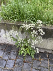 Anthriscus sylvestris
