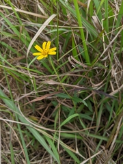 Sphagneticola calendulacea
