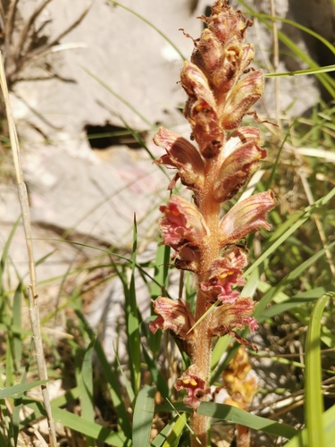 Nježni volovod (Orobanche gracilis)
