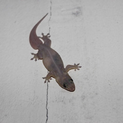 Gehyra mutilata