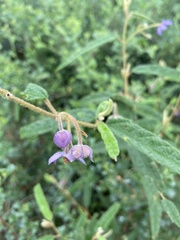 Seringia corollata