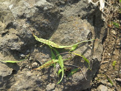 Asplenium ruprechtii