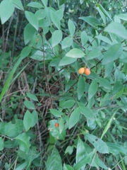 Psychotria asiatica