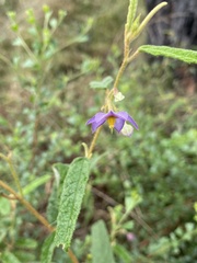 Seringia corollata
