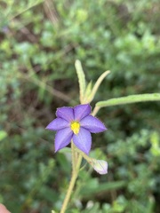 Seringia corollata