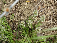 Reseda phyteuma