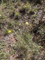 Lasiosiphon sericocephalus