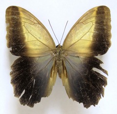 Caligo telamonius memnon