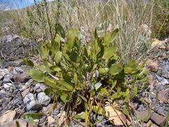 Centella dolichocarpa