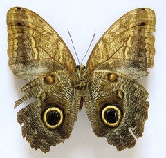 Caligo telamonius memnon