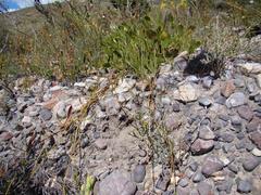 Centella dolichocarpa