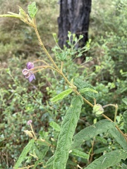 Seringia corollata