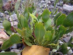 Centella dolichocarpa