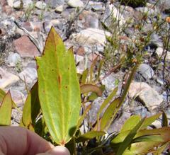 Centella dolichocarpa