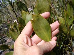 Centella dolichocarpa