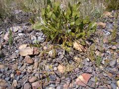 Centella dolichocarpa