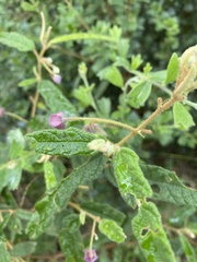 Seringia corollata