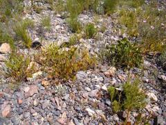 Centella dolichocarpa