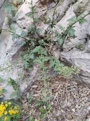 Scrophularia heterophylla