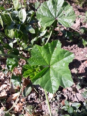 Malva sylvestris