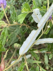 Seringia corollata