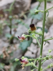 Scrophularia heterophylla