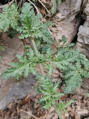 Scrophularia heterophylla
