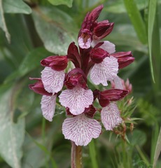 Anacamptis papilionacea grandiflora