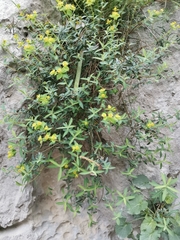 Euphorbia fragifera