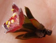 Lachnaea pudens