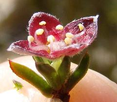 Lachnaea pudens