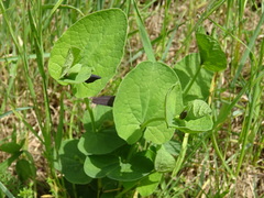 Aristolochia rotunda