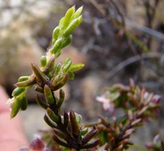Lachnaea pudens