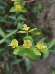Euphorbia fragifera