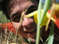 Calochortus pulchellus