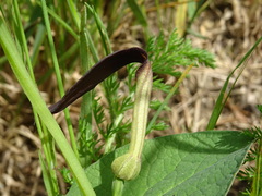 Aristolochia rotunda