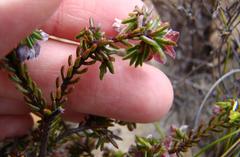 Lachnaea pudens