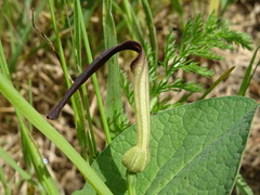 Aristolochia rotunda