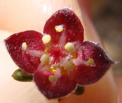 Lachnaea pudens