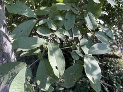 Combretum mossambicense