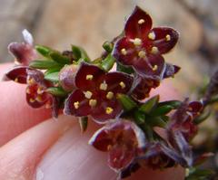 Lachnaea pudens