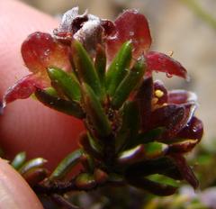 Lachnaea pudens