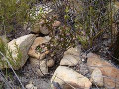 Lachnaea pudens