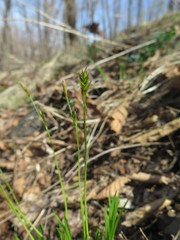 Carex longirostrata