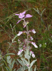 Syncolostemon elliottii