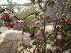 Lachnaea pudens