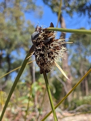 Mesomelaena tetragona