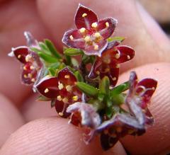Lachnaea pudens