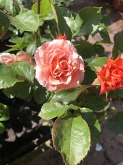 Rosa
