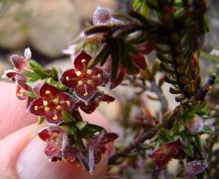 Lachnaea pudens